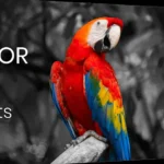Color Pop Effects Photo Editor in Action