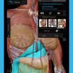 Human body anatomy viewed from the back