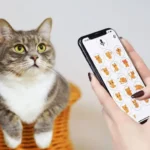 Human to Cat Translator interface with various cat sounds