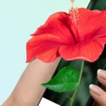 PictureThis App Interface